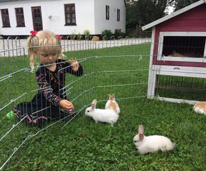 Kaniner med unger i haven
